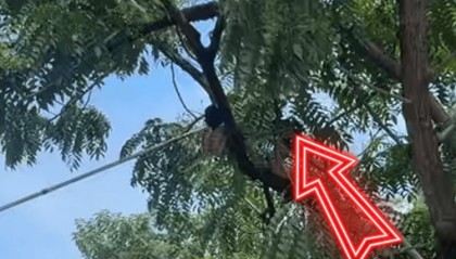 超2米长巨蟒“从天而降”，消防3分钟捉蛇，事发佛山顺德