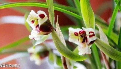 人民网评:“佛”不是懒,而是自嘲和调侃 ——“Z世代,向前跑”系列评论①