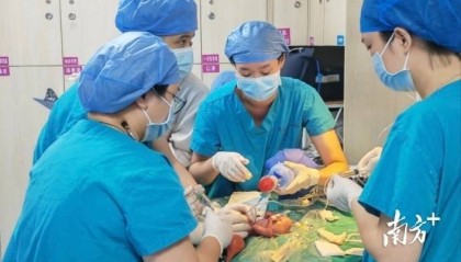 仅450克重，佛山市一医救下全市最小“巴掌宝宝”