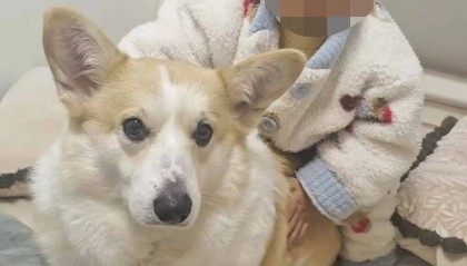 重庆2岁幼童从18楼坠亡，母亲称父亲把孩子独自留在家中去遛狗，父亲发声：我很愧疚