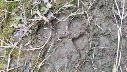 湖北鹤峰县疑再现老虎踪迹,村民家猪遭袭,玉米地发现脚印,此前男子自称干农活时被抓伤,当地回应