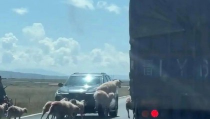 羊群效应！青海羊群过马路行至道路黄虚线附近时均出现跳跃动作