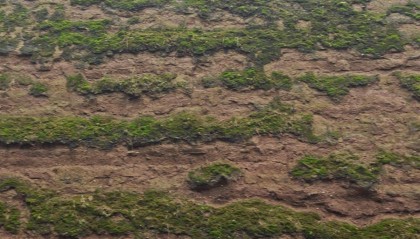西安连续一个多月降雨遍地长蘑菇,大雁塔受潮,城墙布满青苔,气象局解释成因