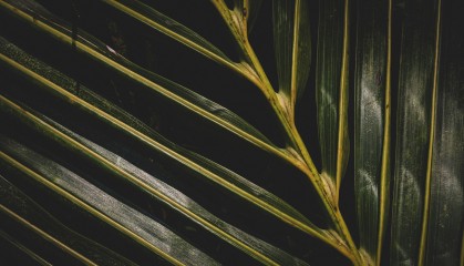 百年废纸堆里的惊人发现!欧洲植物多样性26%消失,人类该反思什么?