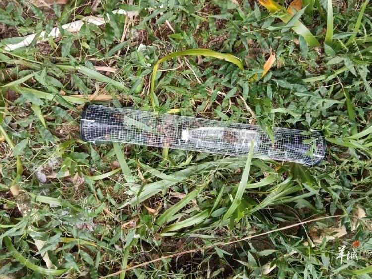 广州一小区蛇患频发：已抓超60条但未探测到蛇窝位置，多方介入
