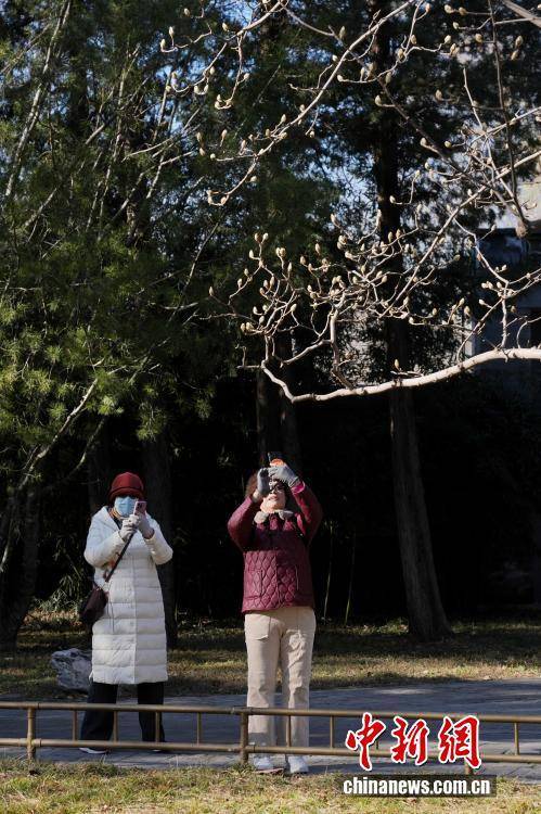 北京颐和园现“春花冬开”景象