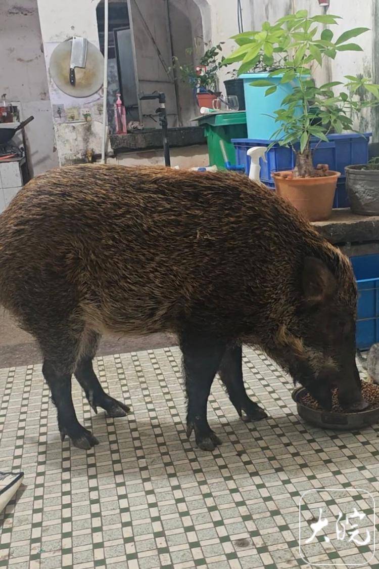 广州一男子收养野猪一年 为避投诉另租独栋房屋