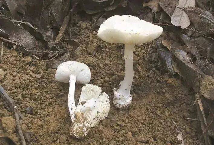 连吃两顿，深圳一女子突然变“社牛”！逢人就打招呼，手舞足蹈，医生：中毒导致幻觉