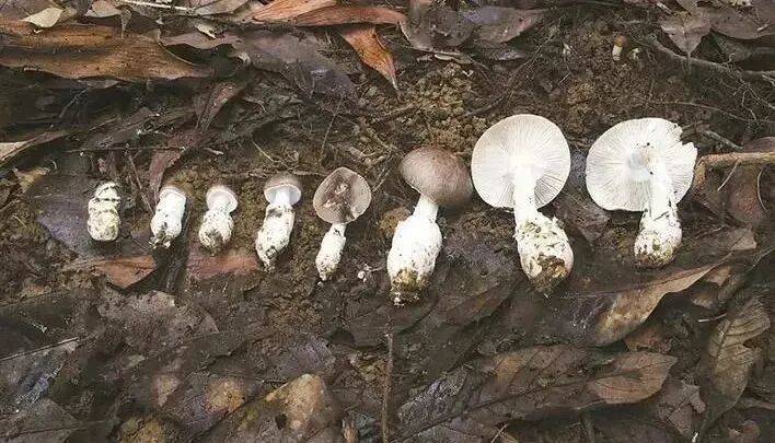 连吃两顿，深圳一女子突然变“社牛”！逢人就打招呼，手舞足蹈，医生：中毒导致幻觉