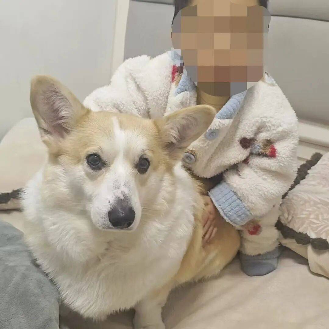 重庆2岁幼童从18楼坠亡，母亲称父亲把孩子独自留在家中去遛狗，父亲发声：我很愧疚